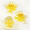 Feinzucker Blüten Moth Orchid 3er Ca 7,6cm