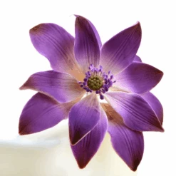 Feinzucker Blüte Tropische Seerose 12,7cm