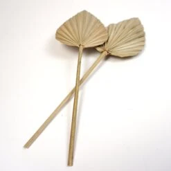 Palmblatt Natur Einzeln